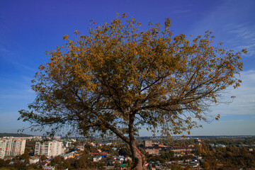 autumn lonely tree fall season golden foliage and poor city street living district landmark background