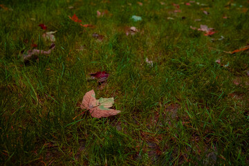 autumn falling leaves October local nature scenic view soft focus noise polluted concept photo