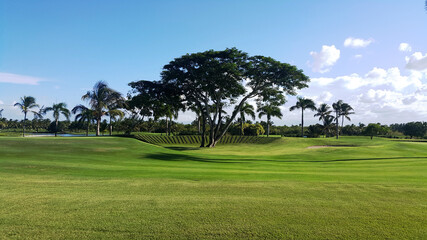 Fototapeta na wymiar trees in the field of golf