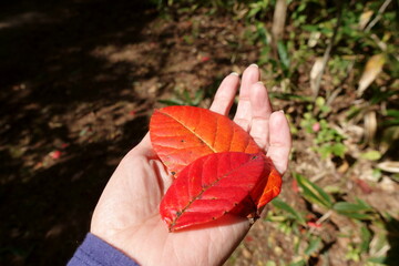 手に乗せた落葉　秋の紅葉