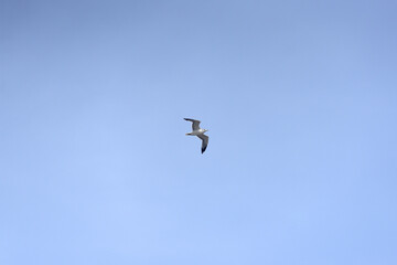 seagull in flight