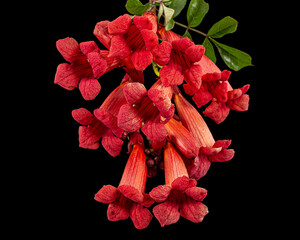 Red flowers of Campsis, radicans grandiflora (trumpet creeper vine) climbing blooming liana plant,...