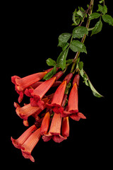 Red flowers of Campsis, radicans grandiflora (trumpet creeper vine) climbing blooming liana plant,...