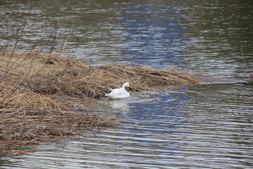 川岸近くの水上に浮かぶ１羽の白鳥の後姿