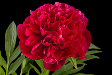 Red flower of peony, isolated on black background