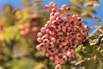 Fall background in unusual colors with copy space. Beautiful autumnal pink berries of Sorbus vilmorinii Rowan tree at Dundrum, Dublin, Ireland