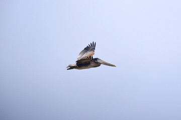 pelican in flight