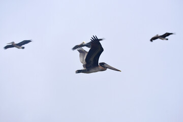 flying pelican