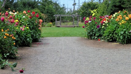 Obraz premium path in the dahlia garden