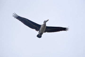 flying pelican in flight