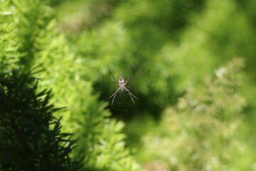 Araña