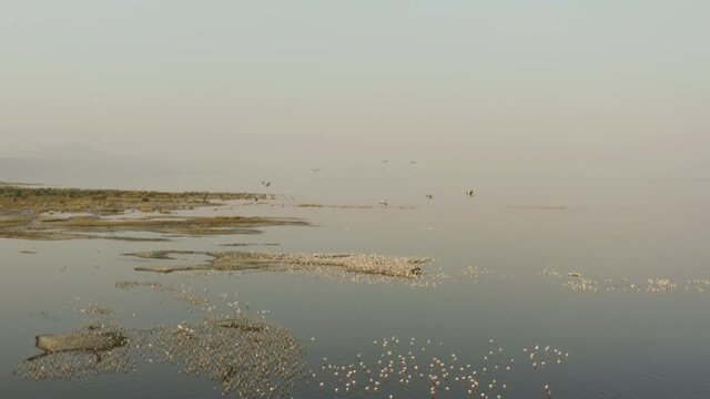 Flying drone over burning flamingos standing on the islands of Soda Lake in the savannah at sunset / sunrise with mountains background. Aerial view of wildlife of Tanzania.