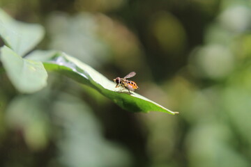Insecto