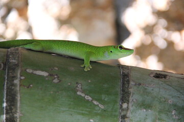 Green lizard on a tree