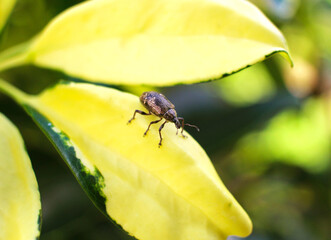 Insecto
