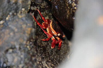 Red crab on rocks
