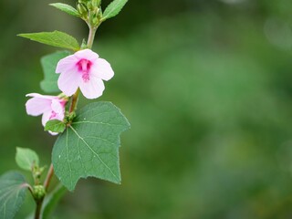 Beautiful Pink and Purple Flower Closeup