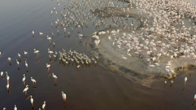 
Aerial view of wildlife of Tanzania. Drone flying over pink flamingo birds standing on the shores of Lake Natron.