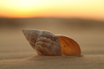 coconut on the beach
