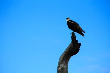 Osprey Eagle