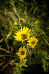 yellow daisy flowers adorned with darker centers. In cool summer climates, these beautiful flowers will produce a long-lasting display from spring to frost.