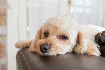 Dog sleeping on the couch