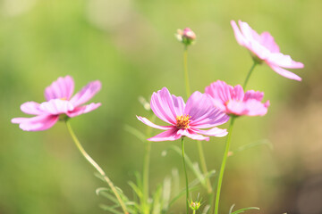 コスモス