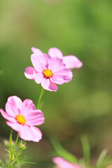 コスモス