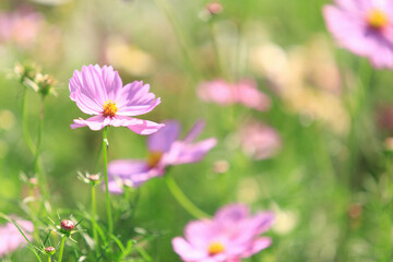 コスモス