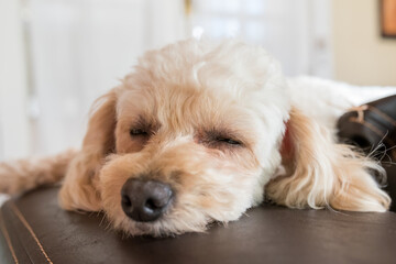 Dog sleeping on the couch