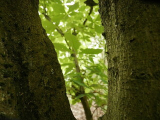 tree behind another tree