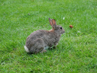 rabbitdoing nothing and chilling in park