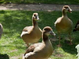 Ducks walking around a chilling