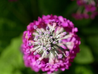 Detail of the beautiful flower