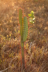 cactus in the desert
