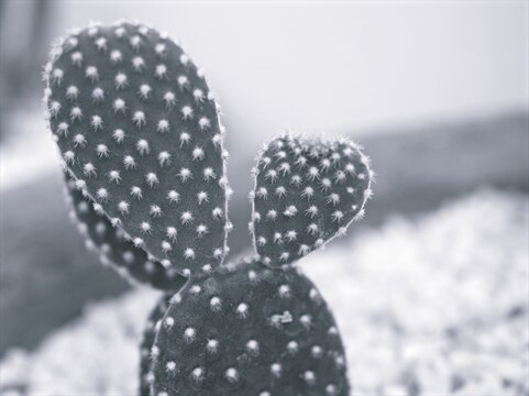 Closeup blur macro cactus Bunny ears , Opuntioideae plant in black and white image and blurred background ,old vintage style photo for card design
