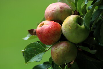 Couple of apples on a branch