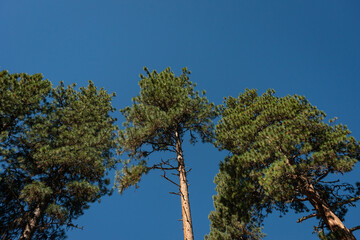 Holland Lake and Falls trail in Flathead National Forest, Montana. USA. Back to Nature concept.