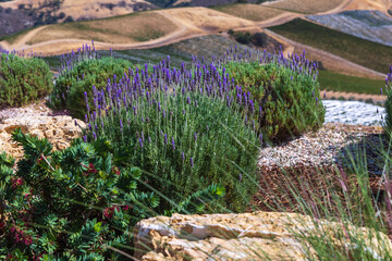 lavender fields and landscape in Paso Robles