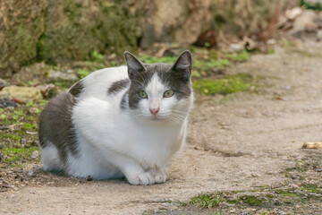 cat with white and gray hair outdoors