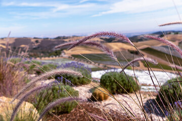lavender in paso robles
