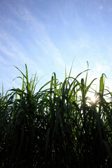 Fototapeta premium サトウキビ