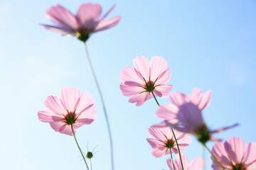 コスモス