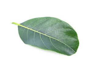 section of jackfruit isolated on white background