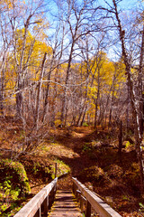 Obraz premium Fall colors on the boreal forest, Quebec, Canada