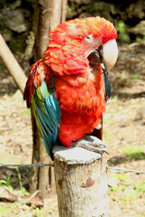 Arara-vermelha