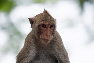 可愛いサル