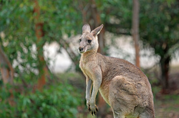 Naklejka na ściany i meble Kangaroo in profile - Anglesea, Victoria, Australia