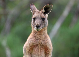 Kangaroo portrait - Anglesea, Victoria, Australia