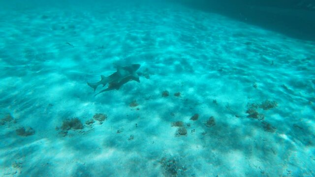 Requin citron R&eacute;serve naturelle de Petite Terre Guadeloupe France